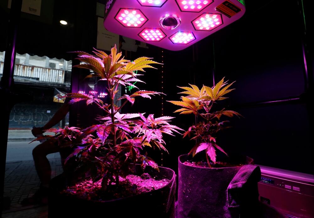 marijuana plants growing under LED grow light