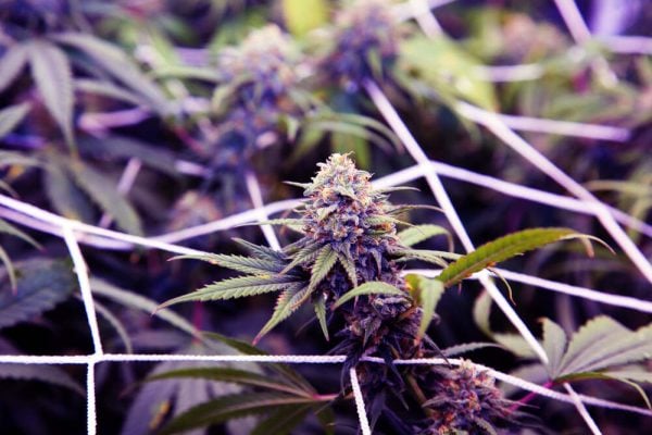 purple-haze-strain-growing-under-crog-net