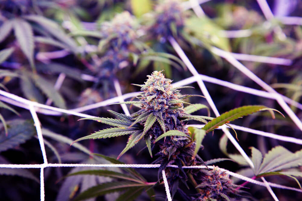 Purple Haze Strain Review: What kind of strain is it?