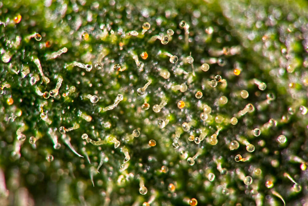 trichomes on a weed plant ready to be harvested