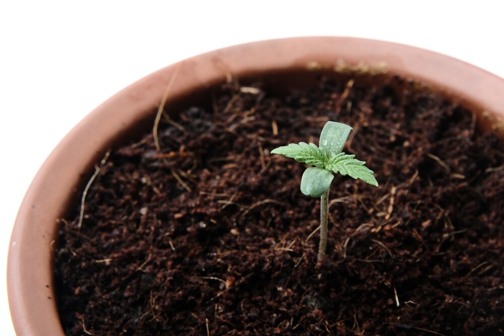 weed plant growing in the seedling stage