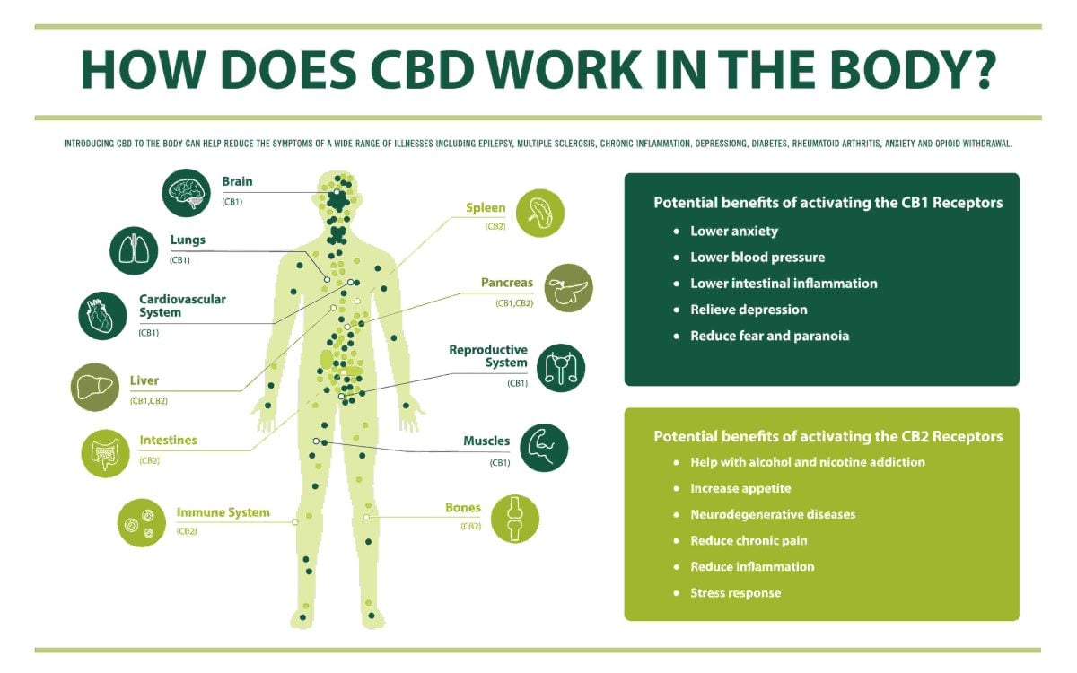 infographic explaining how cbd works on the body