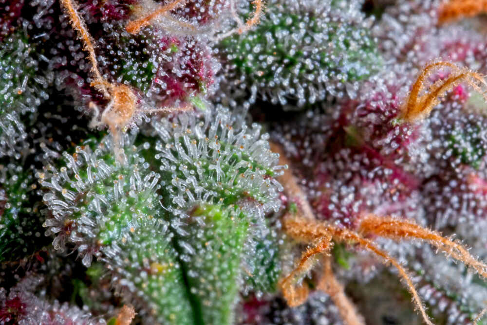 close up of trichomes and pistils on a cannabis plant