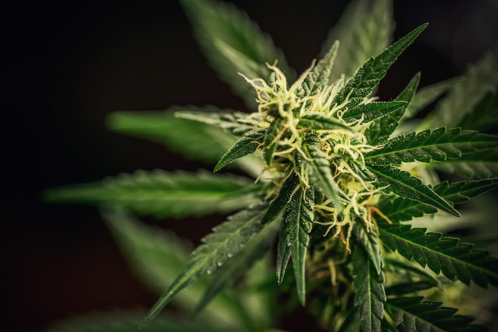 early pistils growing on flowering cannabis