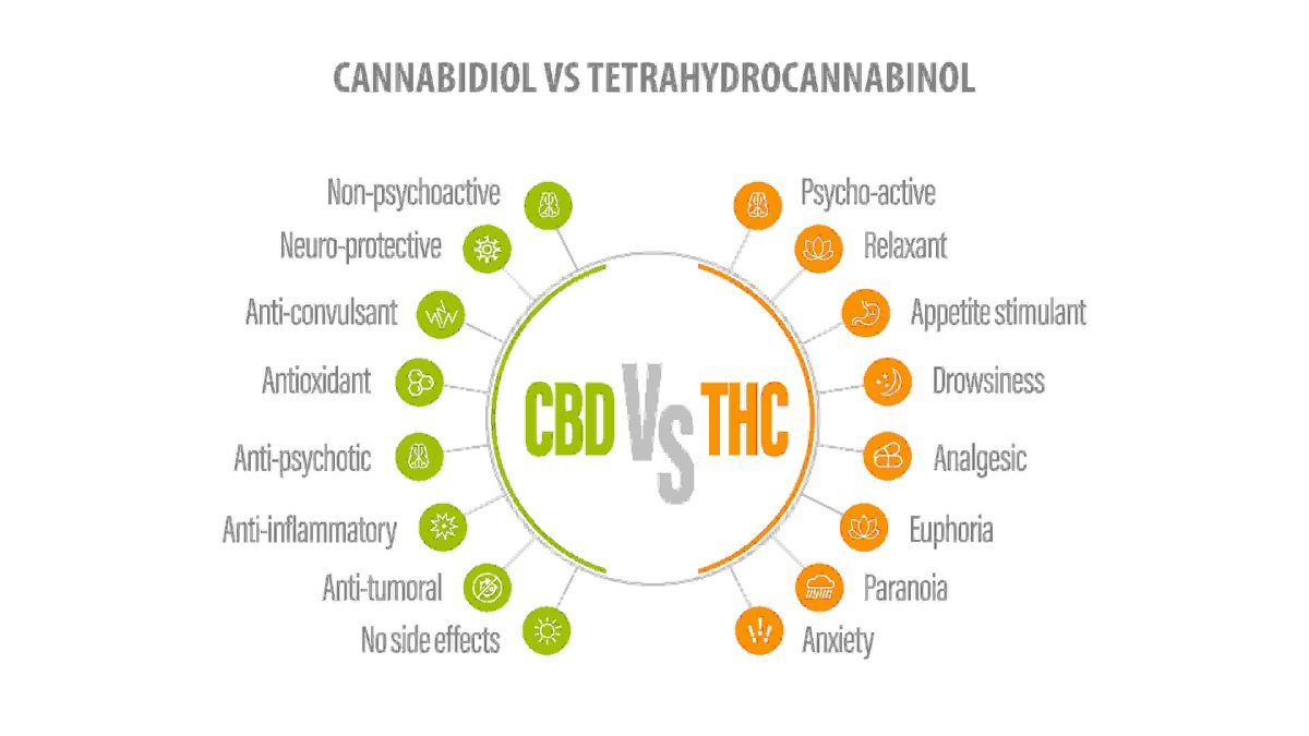 infographic explaining the differences between CBD and THC weed
