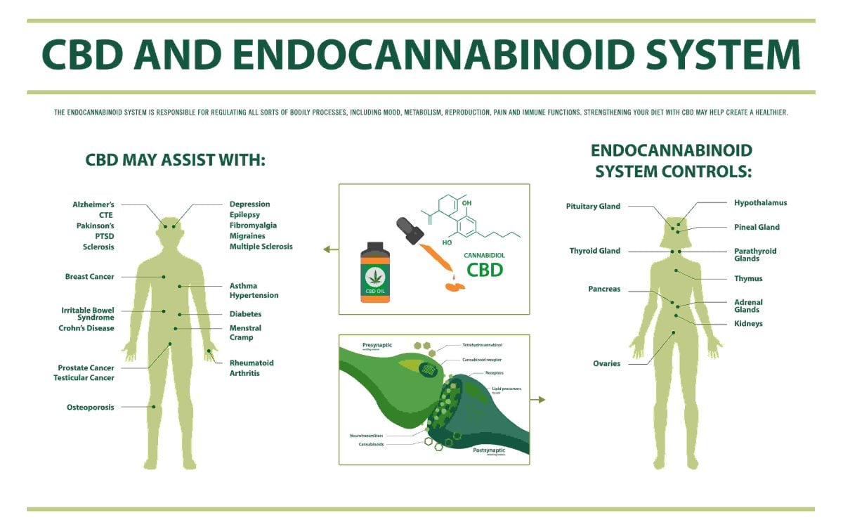inforgraphic explaining how CBD interacts with endocannabinoid system