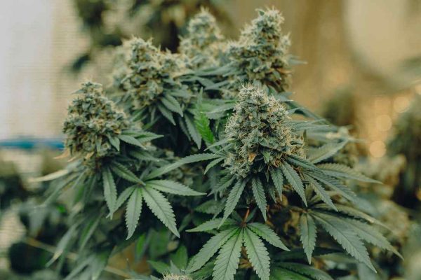 indica strain in flowering stage