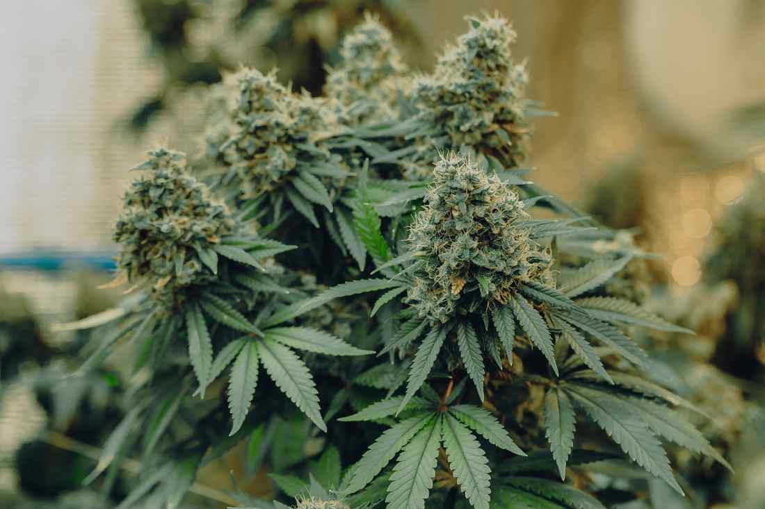 The 10 Best Indica Strains