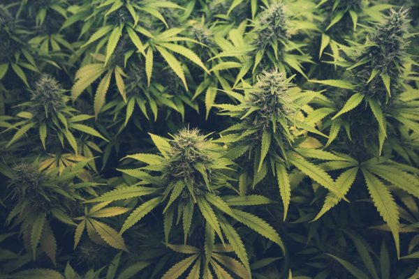 hybrid cannabis plants growing (2)