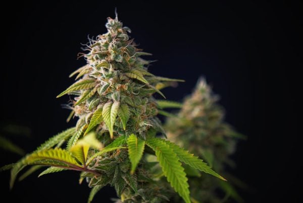 indica-cannabis-flower