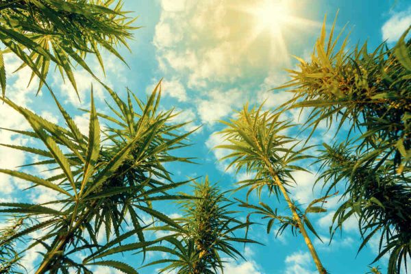 sativa-strains-growing-in-a-field