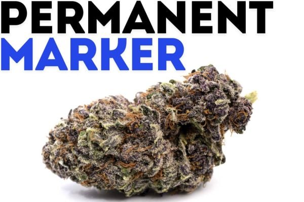 PERMANENT-MARKER-CANNABIS-BUD-2