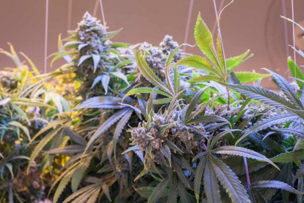 jack-herer-strain-in-the-flowering-stage