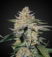 Northern Lights Marijuana Strain