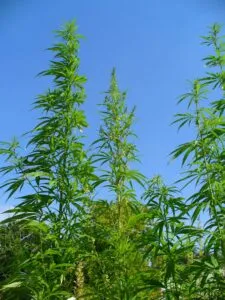 tall-plant_result