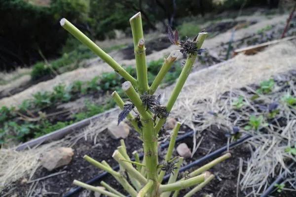 cannabis plant that has been harvested ready for re-vegging