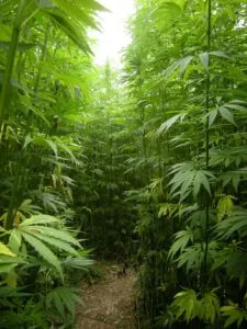 growing-marijuana-hemp-outdoors-sun_result
