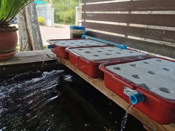 pots getting ready for cannabis aquaponics grow