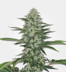 thc-bomb