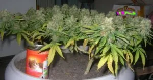 super-cropped-plant