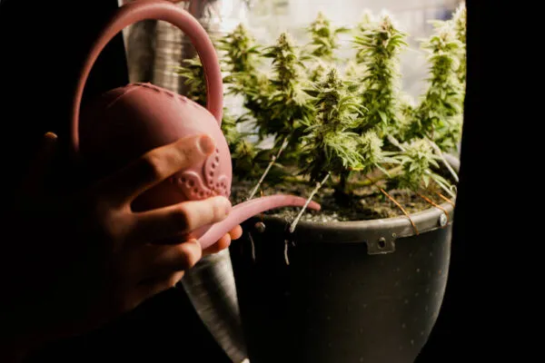 Flushing cannabis