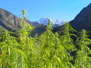weed-mountain