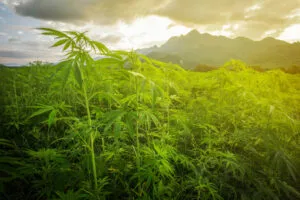 wild-cannabis-in-asia-1024x683