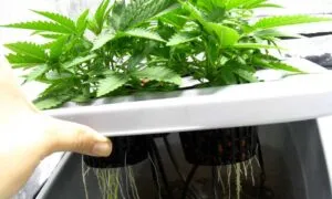 looking-inside-the-bubble-cloud-roots