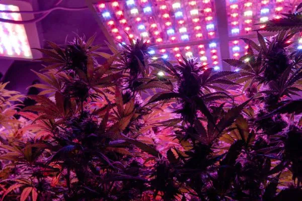 an LED light board above cannabis plants