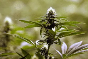 anatomy of a cannabis plant