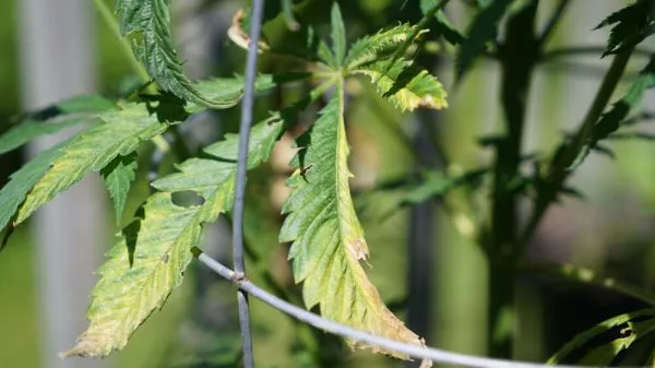 Cannabis plant showing signs of potassium deficiency