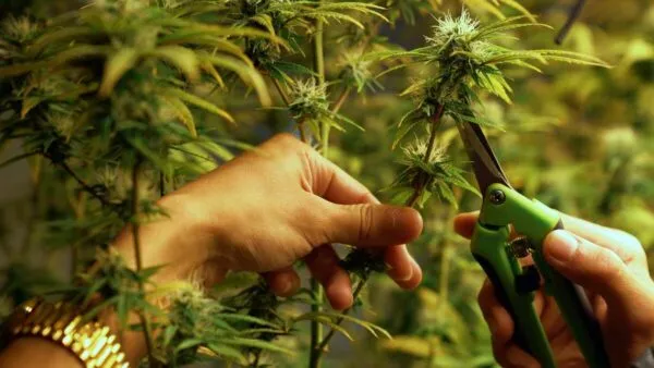 Cutting Cannabis leaves22 (1)