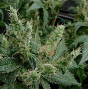 cannabis foxtail