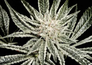 sugar leaves