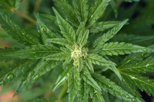 Watering marijuana plants