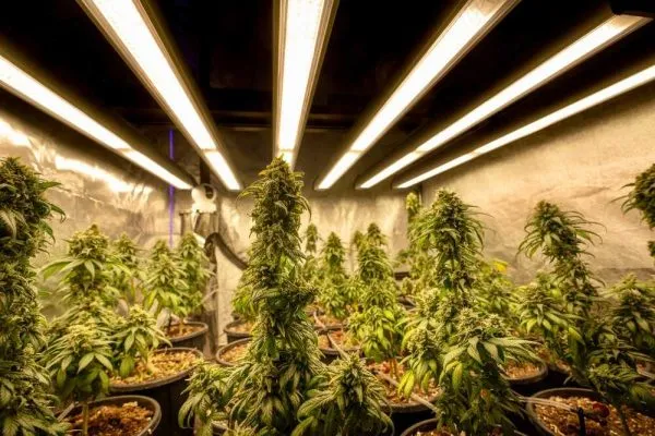 cannabis plants in a grow tent