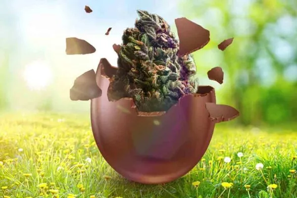 Easter Cannabis Treat (4)