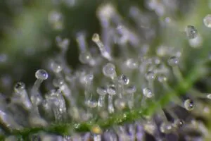 When to harvest