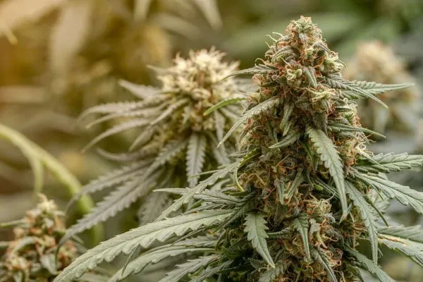 cannabis plants flowering outdoors at sunset