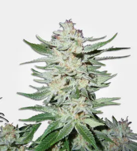white rhnio