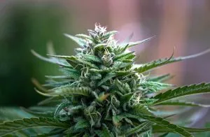 Growing Weed Cheap 2