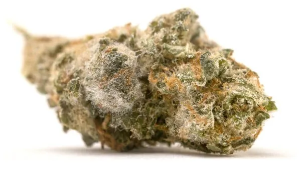 mold on cannabis bud