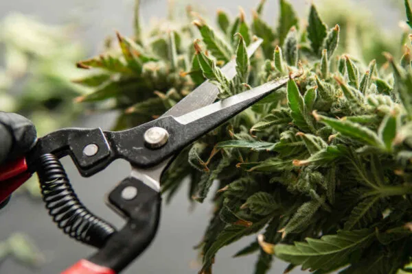 Trimming Cannabis plant (1)