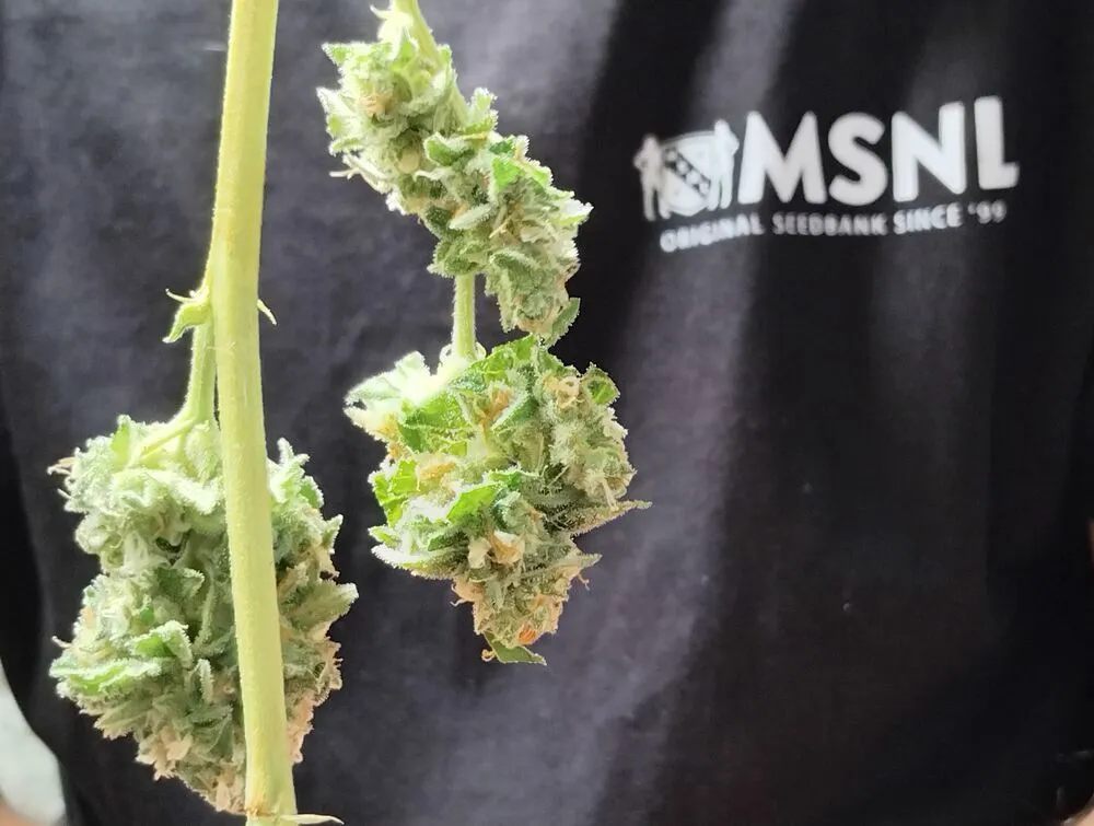 Wet trimmed buds ready to hang (1)