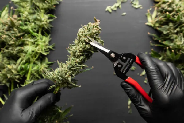 Trimming weed after harvest using scissors