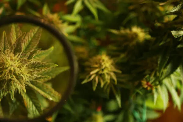 checking trichomes with a magnifying glass