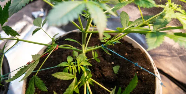 Low stress training cannabis