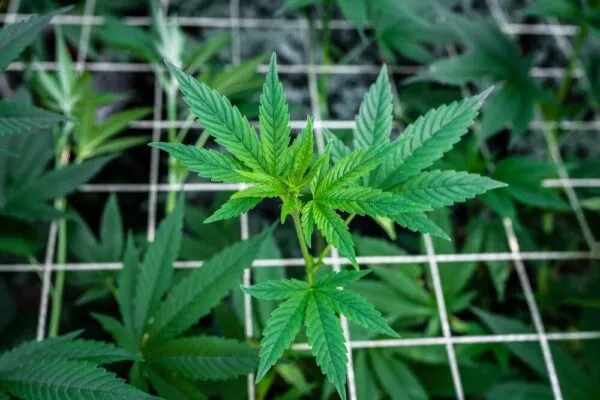 ScrOG growing cannabis