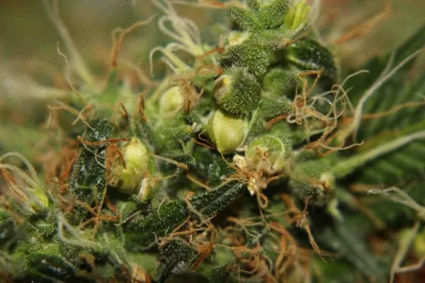 Cannabis plant displaying the early signs of being a hermie