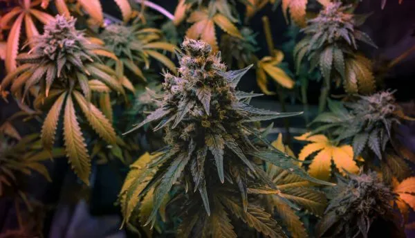 OG-Kush-cannabis-plant-1